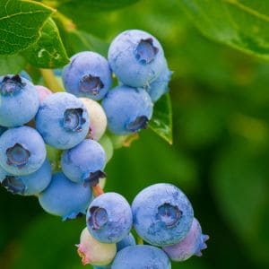 Are your blueberry leaves turning red? Discover the causes and solutions to this common issue with our expert guide. Keep your blueberry plants healthy and thriving with our helpful tips!