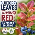 Are your blueberry leaves turning red? Learn the most common causes—from soil pH to nutrient issues—and simple solutions to get your plants healthy again.