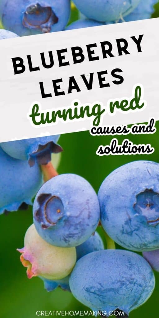 Don't let red leaves ruin your blueberry harvest! Learn about the causes and solutions for this problem with our comprehensive guide. Keep your blueberry plants looking their best and producing delicious fruit."