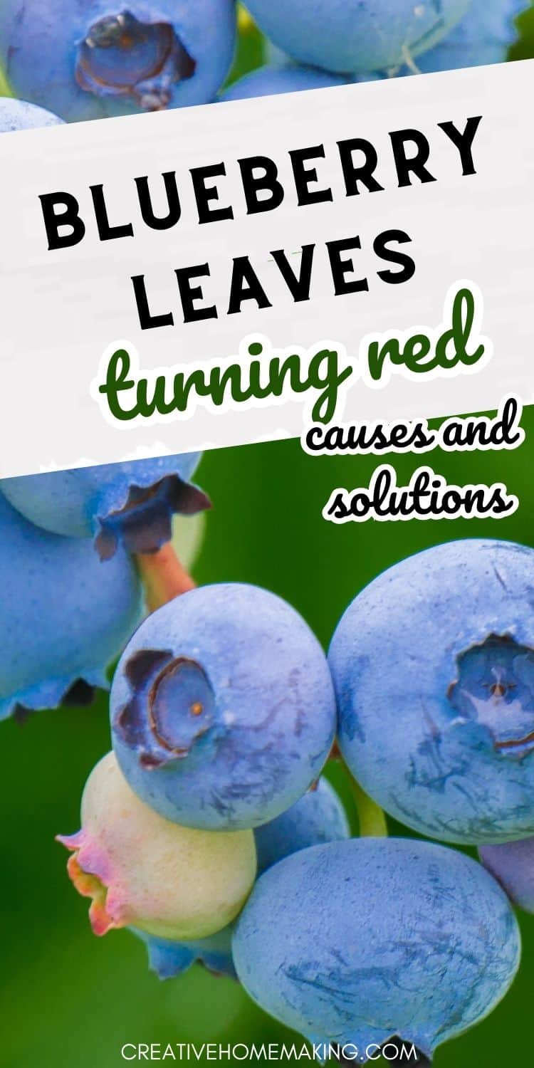Blueberry Leaves Turning Red Causes and Solutions Creative Homemaking