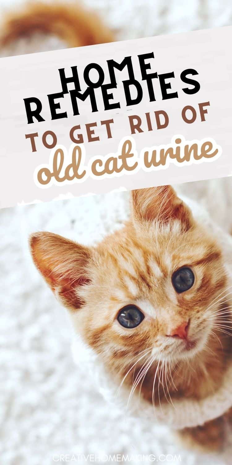 Say Goodbye to Old Cat Urine Odor with These Home Remedies Creative