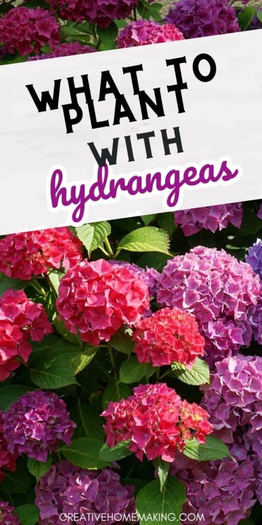 Looking for some fresh ideas for what to plant with hydrangeas? Look no further than this collection of beautiful and easy-to-grow companion plants. Whether you're a seasoned gardener or just starting out, these gorgeous blooms and foliage options will help you create a picture-perfect garden that will be the envy of all your neighbors.