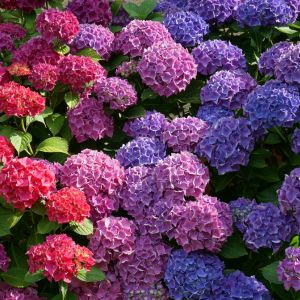 Want to take your hydrangea garden to the next level? Check out these amazing companion plants that will enhance the beauty of your blooms and create a stunning backdrop for your outdoor space. From colorful perennials to evergreen shrubs, we've got all the inspiration you need to create a garden oasis that will wow your guests.