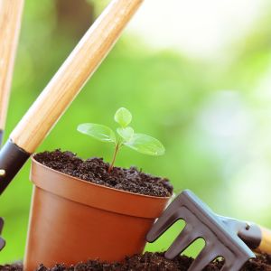 Looking for a natural way to improve your plant's health? Discover the amazing benefits of using baking soda on plants! Learn how it can help control fungal diseases, promote healthy growth, and more. Check out our guide to give your plants the care they deserve!