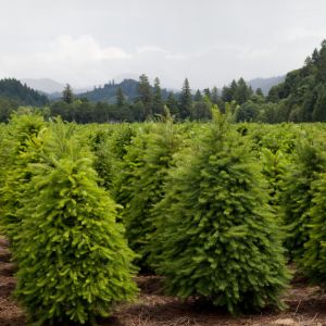 Don't let your Christmas tree go to waste! Follow our easy guide to replanting and enjoy its beauty for years to come. Perfect for eco-conscious holiday enthusiasts and tree-lovers alike.