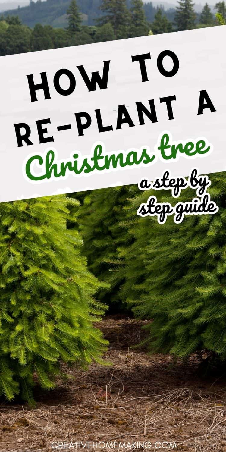 How to Replant a Christmas Tree Creative Homemaking