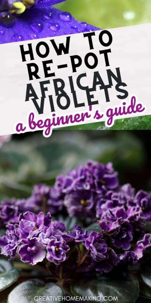Transform your African violets into healthy and vibrant plants with our easy-to-follow repotting guide. Discover the secrets to choosing the right soil mix and container, and give your plants the boost they need to thrive!
