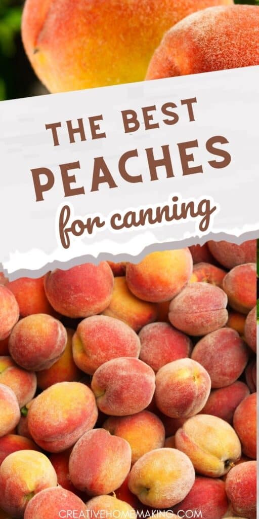 Want to stock up on delicious, juicy peaches that you can enjoy long after the summer is over? Check out our expert guide to the best peaches for canning! We'll show you how to select the perfect peaches and preserve their flavor for months to come. 