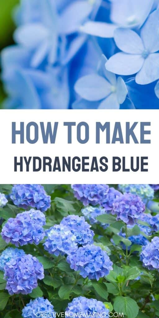 Make your garden the envy of the neighborhood with stunning blue hydrangea blooms! Follow this easy gardening guide to learn how to make your hydrangeas blue. From soil pH levels to fertilizer choices, these simple tips will help you achieve the perfect shade of blue. Pin now and start creating your own blue hydrangea paradise!