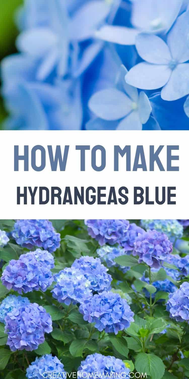 How To Make Hydrangeas Blue Tips And Tricks For Achieving Vibrant Blue   Blue Hydrangeas B 