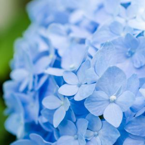 Transform your garden with vibrant blue hydrangea blooms! Learn how to make your hydrangeas blue with this easy gardening guide. Discover the secrets to adjusting soil pH levels, choosing the right fertilizer, and more to achieve stunning blue hydrangea blooms. Pin now and start creating your own blue hydrangea oasis today!