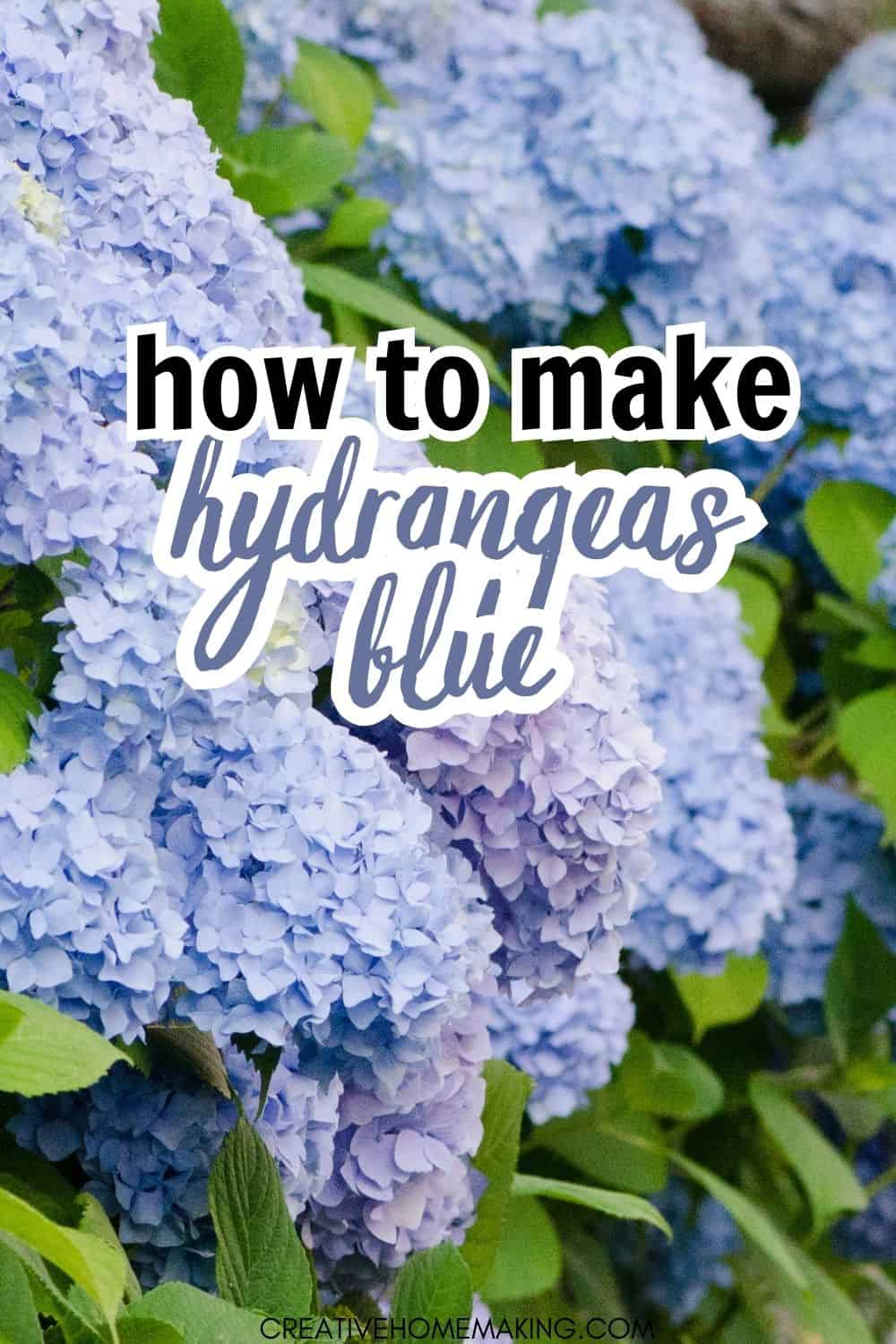 How to Make Hydrangeas Blue: Tips and Tricks for Achieving Vibrant Blue ...