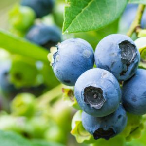 6 Easy and Delicious Blueberry Recipes to Try Today!