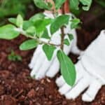 Say goodbye to pesky bugs and hello to a thriving garden with our homemade bug spray recipe using Dawn dish soap. Our all-natural solution is easy to make and safe for your plants, providing effective pest control without harmful chemicals. Try it today and watch your garden flourish!