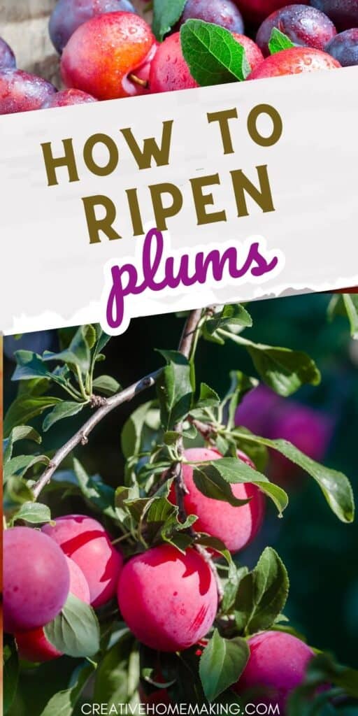 Don't wait for your plums to ripen on their own - speed up the process with our expert tips! Discover the best ways to ripen plums naturally and get delicious, juicy fruit every time. Whether you have firm or soft plums, we've got you covered.