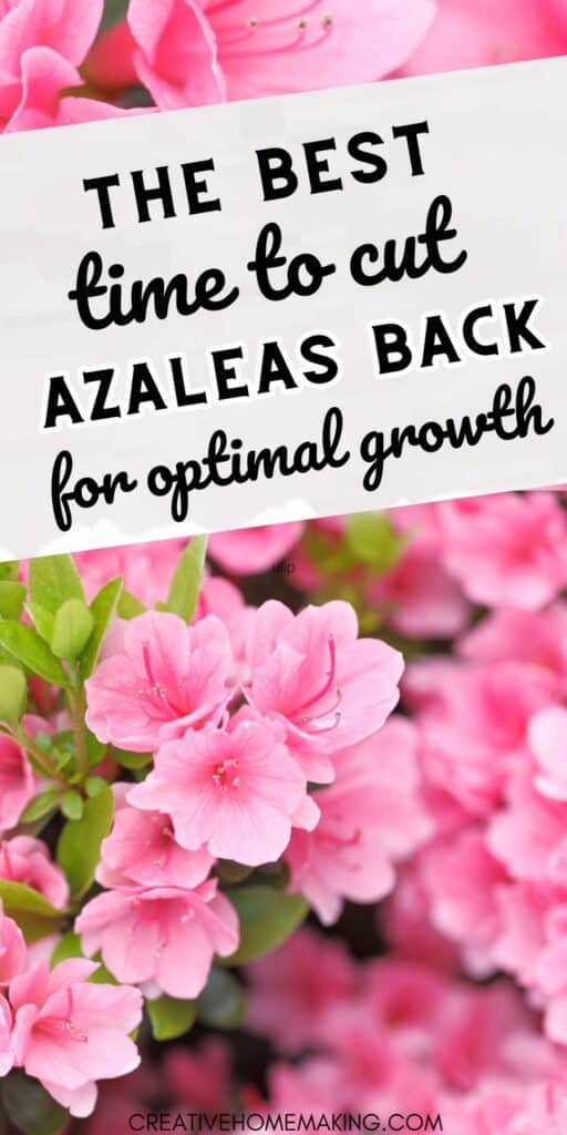Discover the essential guide to cutting back azaleas at the perfect time! Whether you're a seasoned gardener or just starting out, this comprehensive resource will help you understand the optimal timing for pruning your azalea bushes. Learn how to promote healthy growth, vibrant blooms, and maintain the overall beauty of your garden. 