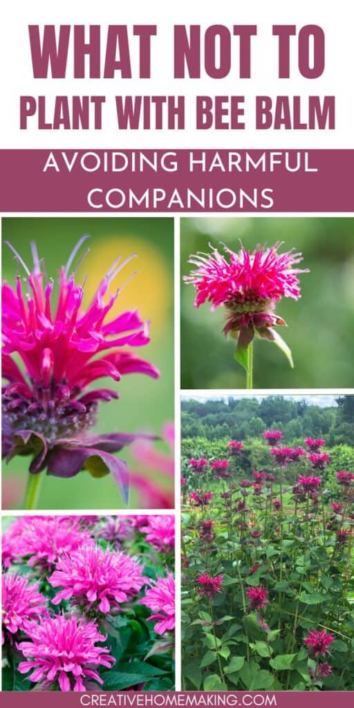 Discover what not to plant with bee balm to ensure a thriving garden and happy pollinators. Avoid common planting mistakes and learn how to create a bee-friendly garden that complements the beauty of bee balm while supporting a healthy ecosystem. Embrace sustainable gardening practices and create a haven for bees and other beneficial insects.