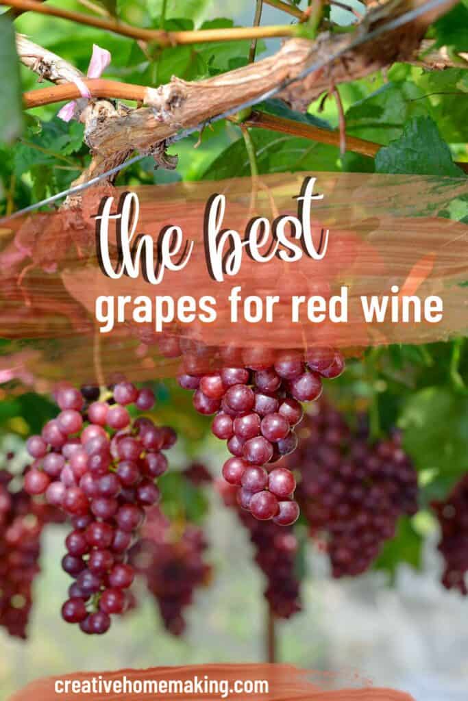 Want to impress your friends with your wine knowledge? Learn about the best grapes for red wine and become a true wine connoisseur! Explore the unique characteristics of each grape and find your new favorite bottle of red. Pin now, sip later!