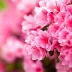 Maintain healthy and beautiful azaleas with our step-by-step guide to cutting back these beloved shrubs. Helpful tips and techniques for pruning azaleas, Whether you're a seasoned gardener or just starting out, everything you need to keep your plants looking their best.