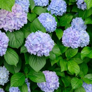 Do Hydrangeas Need to Be Cut Back for Winter? A Gardener's Guide