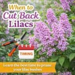 Want more flowers on your lilac bushes? Learn how and when to cut back lilacs for better growth and blooms. Easy gardening tips for growing lilacs the right way.