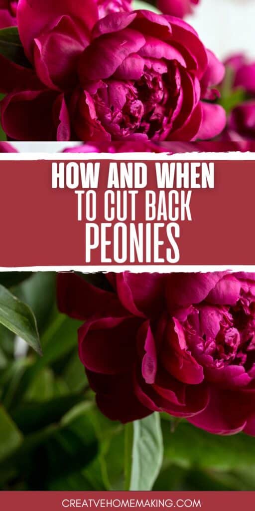 Don't let your peonies wither away! Learn the best time to cut them back and ensure a healthy, vibrant garden. Our guide provides all the tips you need to keep your peonies looking their best.