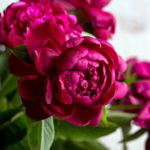 Keep your peonies thriving with our expert guide on when and how to cut them back. Discover the best tips for maintaining healthy growth and stunning blooms year after year.