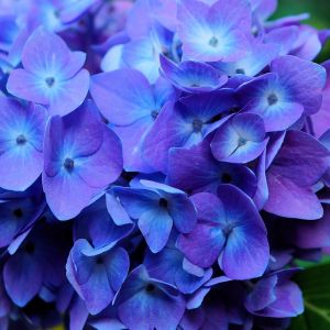 Keep your hydrangeas looking their best with our guide to pruning the flowers. Learn when and how to cut back your blooms for optimal growth and stunning color. From mophead to lacecap varieties, our article has all the tips you need to keep your hydrangeas healthy and vibrant all season long.