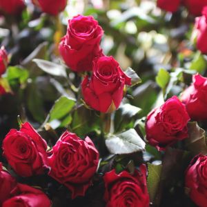 Get ready to bring your rose garden to life! Our easy-to-follow guide will show you how to deadhead your roses like a pro. Learn how to remove spent blooms and encourage new growth for a healthier, more vibrant garden.