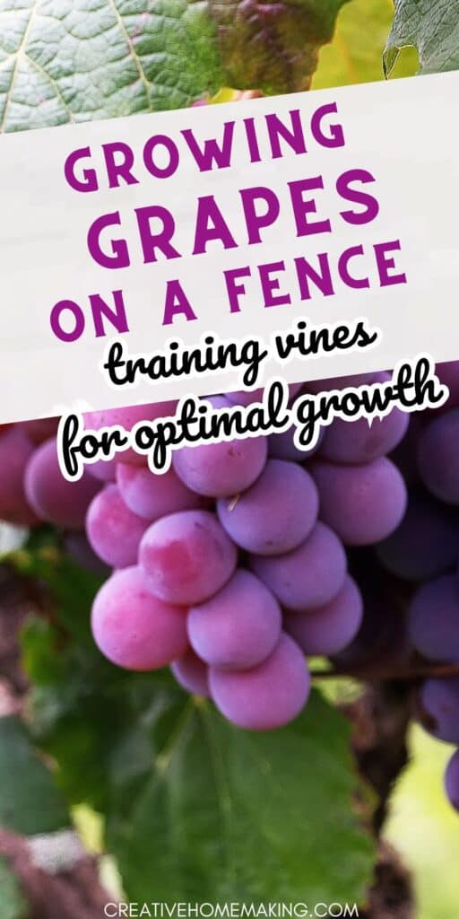 Transform your garden with our step-by-step guide to growing grapes on a fence. A wealth of information on grape cultivation, from selecting the right variety to pruning and care. Discover creative ideas for incorporating your grape trellis into your landscape design, as well as tips for harvesting and enjoying your delicious grapes.