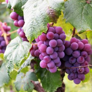 Elevate your garden with our expert tips for growing grapes on a fence. Selecting the right grape variety, preparing the soil, and training your vines for optimal growth. Discover creative ideas for incorporating your grape trellis into your garden design