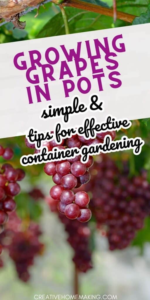 Learn how to grow juicy grapes in pots with our step-by-step guide! Whether you have limited space or just want to add some greenery to your balcony or patio, our tips and tricks will help you create a thriving grape vine that produces delicious fruit. Perfect for wine-making or snacking, these grapes are sure to impress!