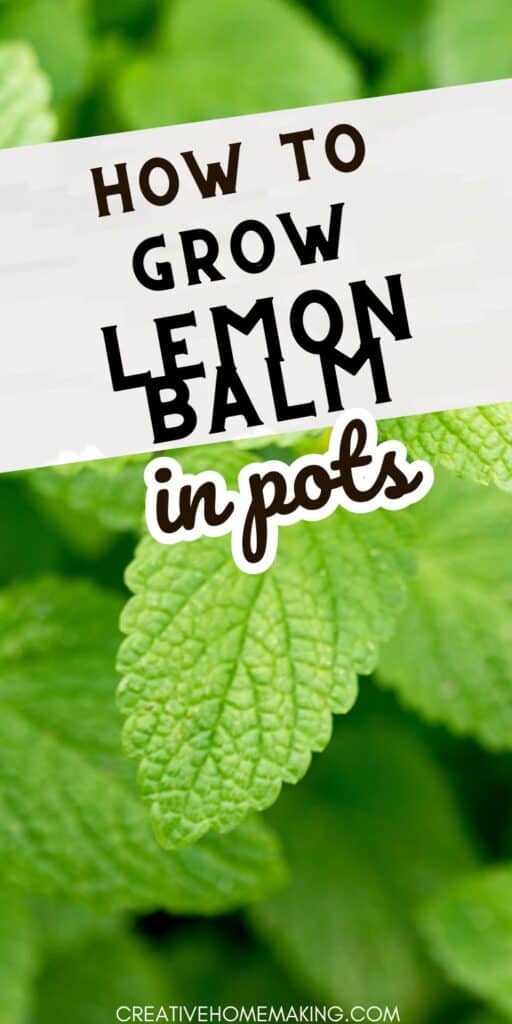 Bring the refreshing scent and flavor of lemon balm to your home with our step-by-step instructions for growing this versatile herb in pots. Whether you're a seasoned gardener or just starting out, our guide will show you how to cultivate healthy, vibrant plants that will brighten up your space and your meals.
