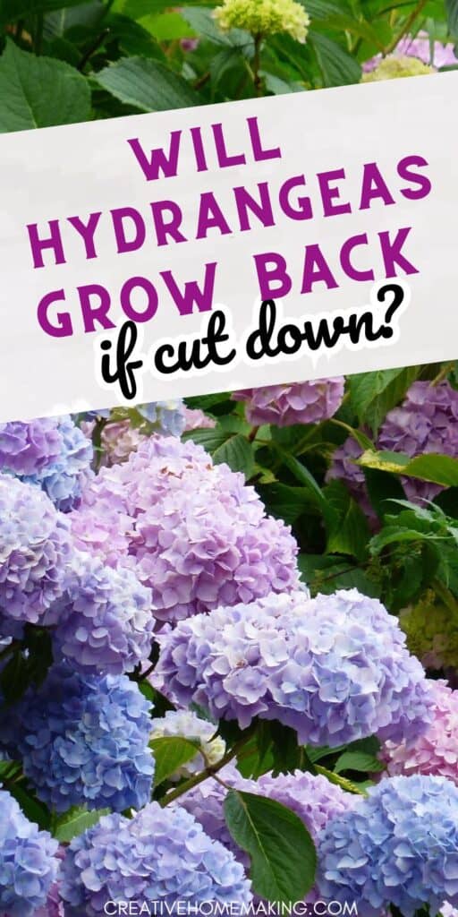 Transform your garden with our expert guide to regrowing hydrangeas after they've been cut down. A wealth of information on pruning techniques, care tips, and creative ideas for incorporating these stunning plants into your landscape design. From vibrant blooms to unique varieties, everything you need to keep your hydrangeas healthy and beautiful year after year.