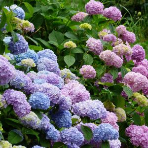Get the answers you need about regrowing your hydrangeas after they've been cut down. Expert tips and advice for pruning and caring for these beloved plants. Discover the different types of hydrangeas and their unique growth habits, as well as creative ideas for incorporating them into your garden design. .