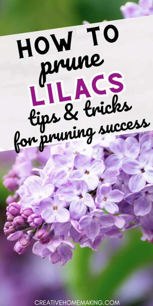 Master the art of pruning lilacs with our expert tips and techniques. Learn how to enhance the health and beauty of your lilac bushes with proper pruning. Elevate your garden with vibrant, flourishing lilac blooms!