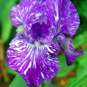 Keep your iris bulbs healthy and happy with our expert tips on proper storage. Learn how to prepare and store your bulbs for optimal growth and beautiful blooms. Pin now and enjoy vibrant irises in your garden for years to come!