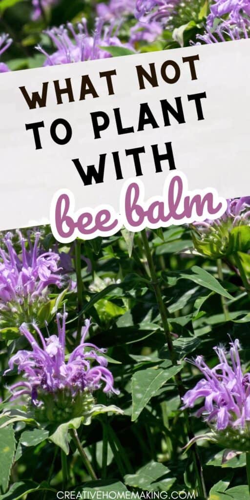 Don't make the mistake of planting these companions with bee balm! Discover the plants that may attract pests or diseases, or simply clash with bee balm's vibrant colors.