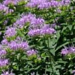 Avoid these plants when planting bee balm in your garden! Learn which plants can compete with bee balm and negatively impact its growth and beauty.