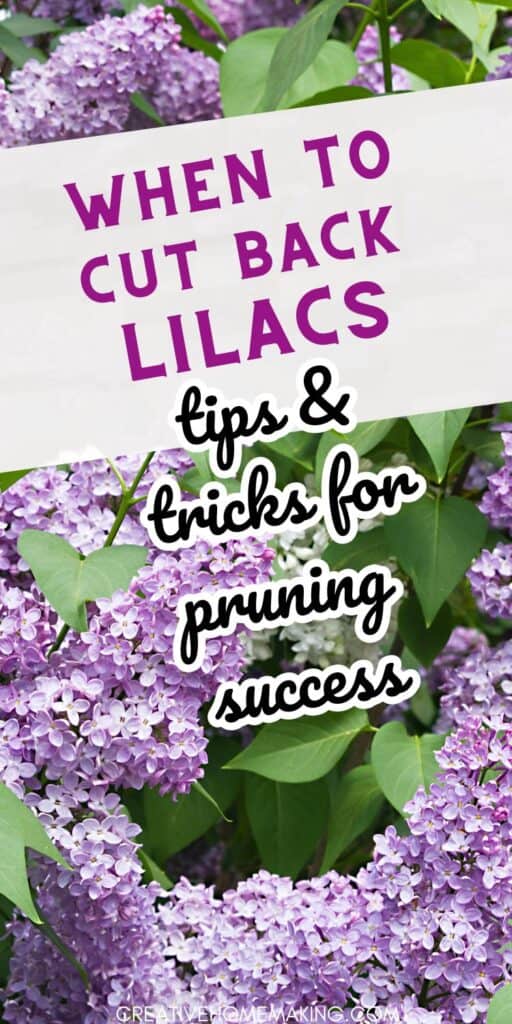 If you want your lilacs to thrive, it's important to know when to give them a trim. The ideal time to cut back lilacs is in late spring or early summer, once the blooms have faded. This will help keep the plant healthy and encourage strong growth. Check out our guide to lilac care for more tips and tricks!
