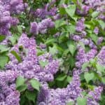 Wondering when to cut back your lilacs? The best time is right after they finish blooming in the spring. This will help promote healthy growth and ensure a beautiful display of flowers next year.