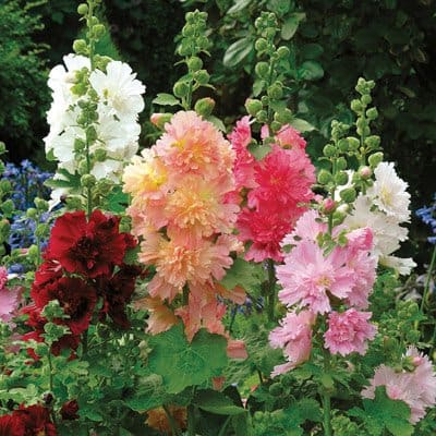 Hollyhock Seeds (Dwarf) - Queeny Mix - Packet, Spring and Summer/Yellow Blooms, Flower Seeds
