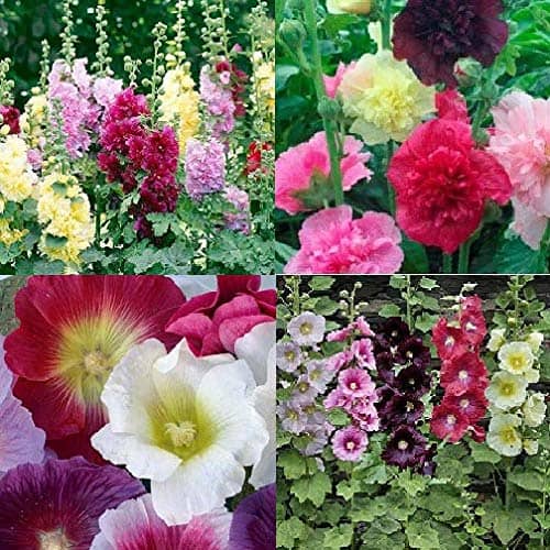 David's Garden Seeds Collection Set Flower Hollyhock Open Pollinated SL1237 (Multi) 4 Varieties 275 Non-GMO, Open Pollinated Seeds