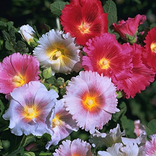 Outsidepride Indian Springs Hollyhock Flower Seed Plant Mix - 1000 Seeds