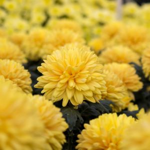 Don't let frost damage ruin your beautiful mum garden! Check out these expert tips to keep your mums thriving through the winter months.