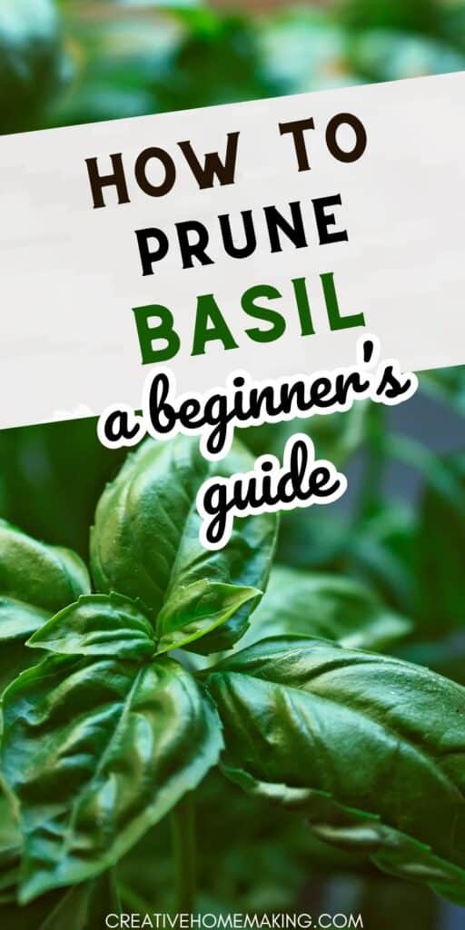 Whether you're a seasoned gardener or a beginner, pruning basil can be a game-changer for your herb garden. Our step-by-step guide will teach you everything you need to know about pruning basil for maximum flavor and yield. Pin it now and start growing your own delicious basil!