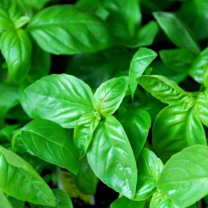Want to grow lush and flavorful basil plants? Learn how to prune basil like a pro! Our easy-to-follow guide will show you the best techniques for keeping your plants healthy and producing abundant leaves. Pin it now and start enjoying your own fresh basil harvest!