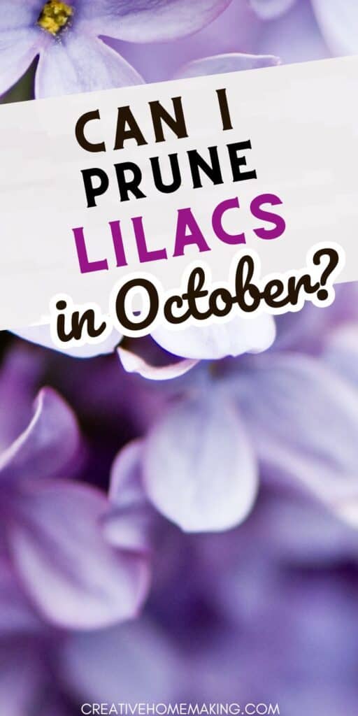 Don't let the fear of pruning hold you back from a beautiful garden! Discover the best time to prune lilacs and how to do it right in October. Our step-by-step guide will help you achieve healthy and vibrant lilacs. Pin it now and enjoy the blossoms later!
