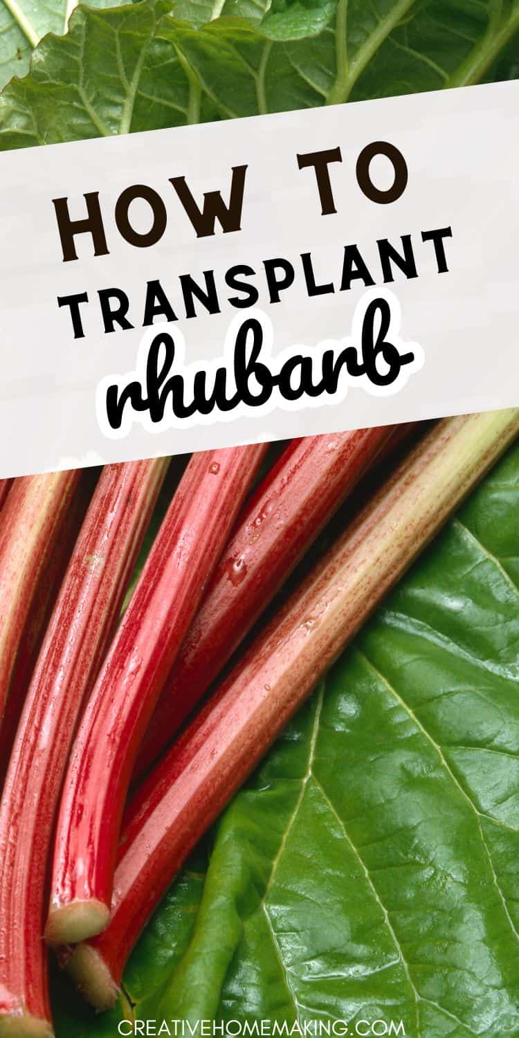 The Ultimate Guide To Transplanting Rhubarb - Creative Homemaking