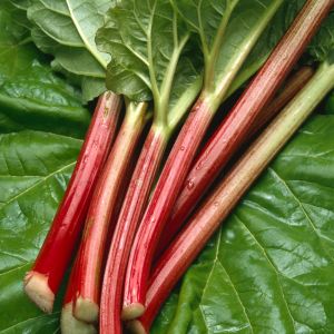Get the most out of your rhubarb harvest by learning the art of transplanting. Our guide covers everything from the best time to transplant to expert techniques for a successful transfer. Start growing your own rhubarb today!